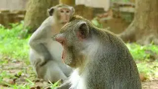 Monkey Mating Is Very Best, To Produce Their Off spring! 18
