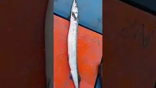 Today fish market update dam Mandi rate morning fish market 