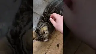Introducing Tabbi The Stray Kiity Cat My Little Prince Charming 🤴