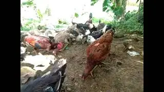 raising ducks and native chicken | kb's life tv