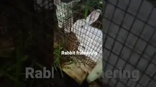 cute rabbit #farming #piravam  #please #subscribe ❤for more video