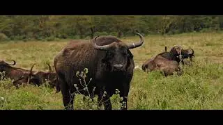 Kenya Safari | 8-Day Amboseli, Lake Naivasha , Lake Nakuru & Masai Mara - Afrikan Accent Adventures