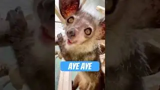 Aye-Aye &ndash; Der Hexenfinger aus Madagaskar