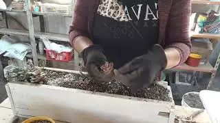 Reciclo: maceta de palet + arreglo + m&uacute;sica.. 🌸💃🎶