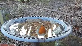 Adorable robin redbreast birds visiting the garden bird bath