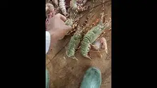 lobster fish Karachi fishri