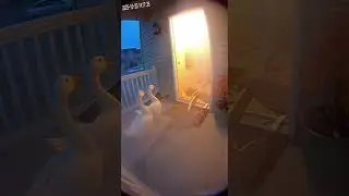 Silly Goose 😭😭  #fyp #viral #funny #funnyvideos😂 #goose
