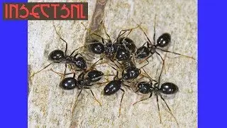 Lasius fuliginosus #1: de eerste werksters!!!!!