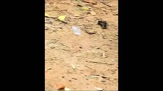 Baby Monkey Screaming Call mom 3
