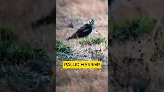 RARE MOMENTS TELANGANA wildlife photography #shorts