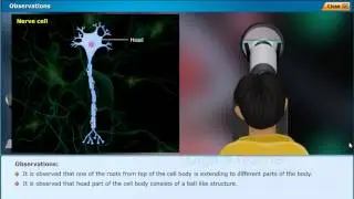Structure of Nerve cell, Class 10 Biology | Digital Teacher