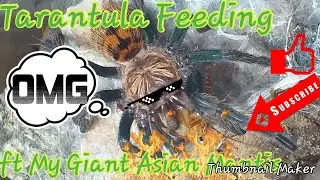 Tarantula feeding #10 (ft my Heirodula Membranacea)