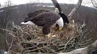 Hanover Eagles Live Cam   HDOnTap — Mozilla Firefox 2025 12 31 10 01 10