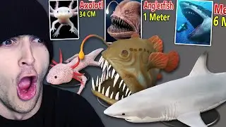FISH SIZE COMPARISON (Reaction)