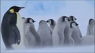 EPIC DEEP FIELD ANTARCTICA MOMENTS!