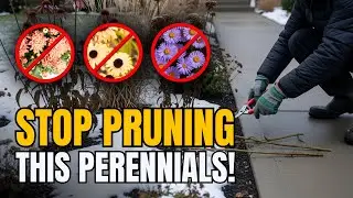 Прекратите обрезку! 7 многолетних растений, которые 