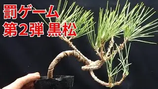 罰ゲーム第２弾 黒松２