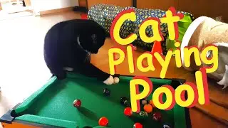 My Cat playing Pool 😻 The next Ronnie O'Sullivan? (with music of Tabo @digitalneko7975 )
