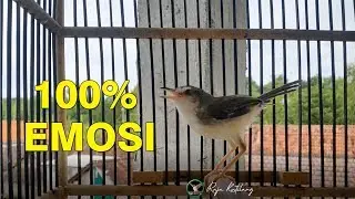semua prenjak klik BAKAL EMOSI dan GACOR NGEBREN dengan 1x pancingan