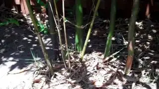 Bamboo Giant Timber Bamboo Oldhamii Bamboo Florida Cooking