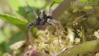 Male Wolf spider courting, drumming on leaf with his legs to attract female, Bristol, England