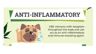 CBD dog treats before and after