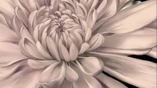 Dynamics royal flowers 3 3