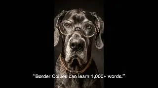 🧠 Top 10 Smartest Animals on Earth 🌎