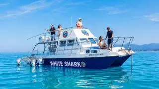 Experience the thrill shark cage diving in Gansbaai, South Africa, with White Shark Diving Company.