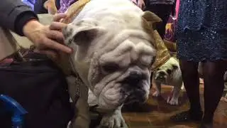 Scenes from the 2019 Westminster Kennel Club dog show