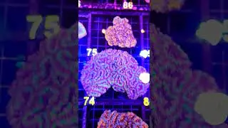 New Australian corals !