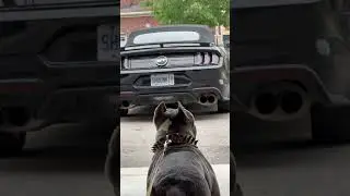 #shortsfeed