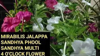 How to Grow Mirabilis Jalapa from seeds ! Sandhya Malti, Gulbakshi, 4 o'clock Flowers from Bulbs