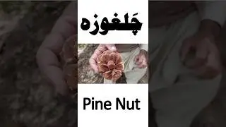 Pine Nut And It's Tree | Chalghozay Ka Darakh or Phal | Chalghoza