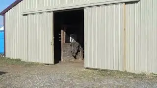 ***sold Vixen- Bombproof PAINT trail horse