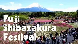 Fuji Shibazakura festival: Pink Moss Phlox Flower Park & Mount Fuji views, Japan