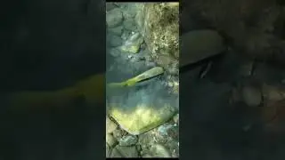 BOTTOM FEEDER! Yellow-tailed #Goatfish Digging for Food #shorts #underwater #mustsee #adventure