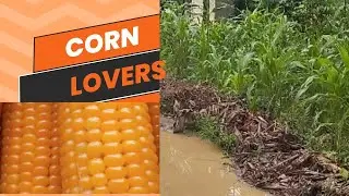 CORN LOVERS#faming#agriculture#farmproducts#