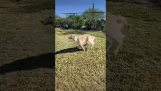 Strive everyday #borzoi #dog #dogs #zoomies #spin #happy #russianwolfhound