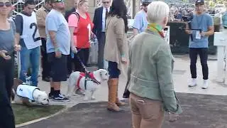 Dr. Kraemer Vet4Bulldog bully rescue event at santa antia race tract