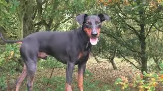 Manchester terrier Eric