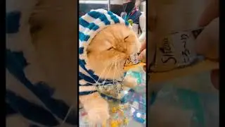 Cat with hoodie having treats 😈😵&zwj;💫😱