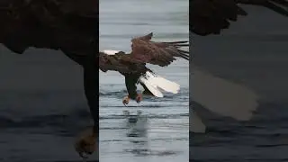 Must SEE!! Extreme close up off a Bald Eagle snatching a fish from awhirlpool. #eagle #bird