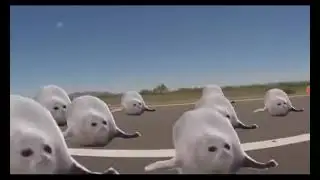 The chubby seal meme