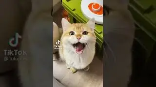 КОТ ❤️❤️❤️