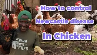 How to Control Newcastle Disease in Poultry With Proper Vaccination Schedule.
