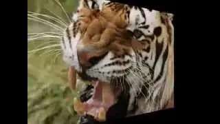 Rugido de Tigre