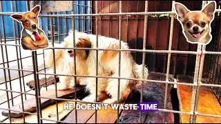 Спаривание собаки породы лхаса апсо произошло за секунды | Форсаж