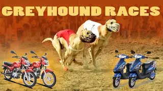 🔴LIVE | WORLD GREYHOUND DOG RACING | FLAT RACE 440 Feet 2026/02/03 #29
