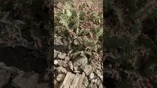 Tuno indio Gran Canaria, islas canarias, frutos silvestres